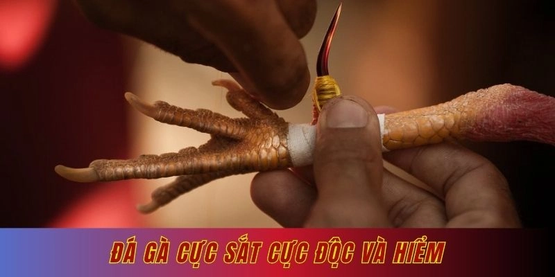 Đá gà cựa sắt cực độc và hiểm