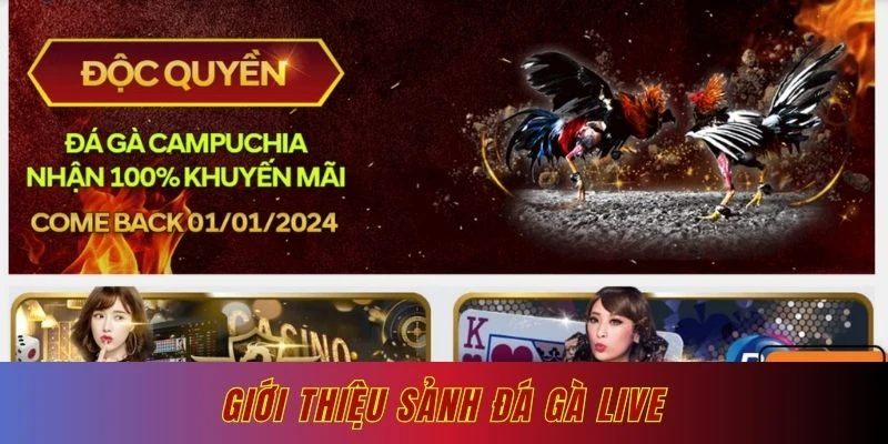 Giới thiệu sảnh đá gà Live trực tiếp cực hot