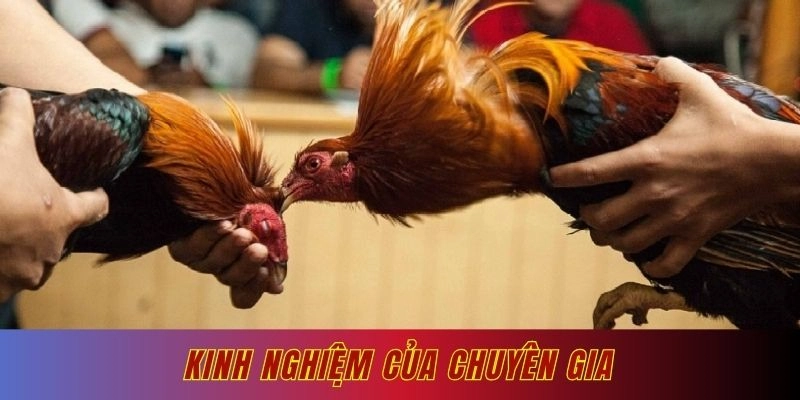 Kinh nghiệm của chuyên gia trong đá gà